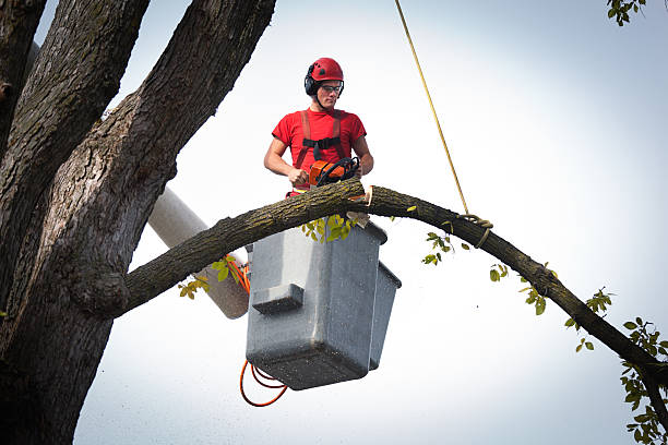  , USA Tree Services Pros